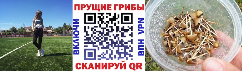 купить наркотик  Макаров  Псилоцибиновые грибы Psilocybe 